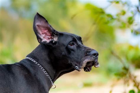 This Is Why Great Danes Chatter Their Teeth Great Dane Care