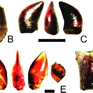 Representative tetrapod fossils from the Upper Cretaceous Juana Lopez ...