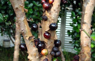 The Presurfer: The Jabuticaba - The Tree That Fruits On Its Trunk