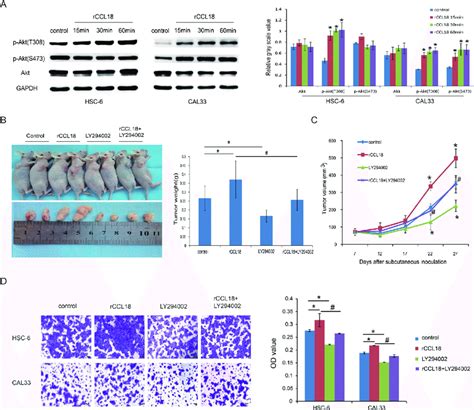 Ccl18 Activates Akt Signaling In Oral Cancer Cells A Hsc6 And Cal33