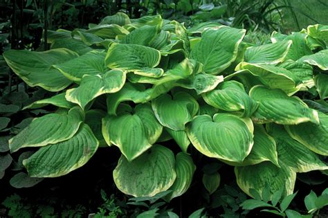 Fragrant Bouquet Hosta Hostas Store