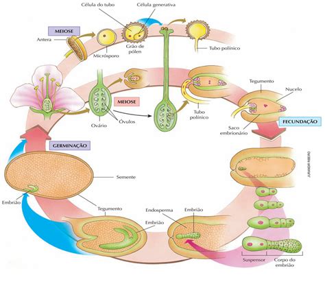 Ciclo De Vida De Las Angiospermas