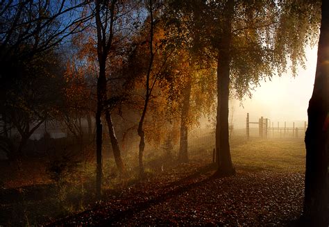 Bildet tre natur skog gren vinter lett anlegg sol tåke