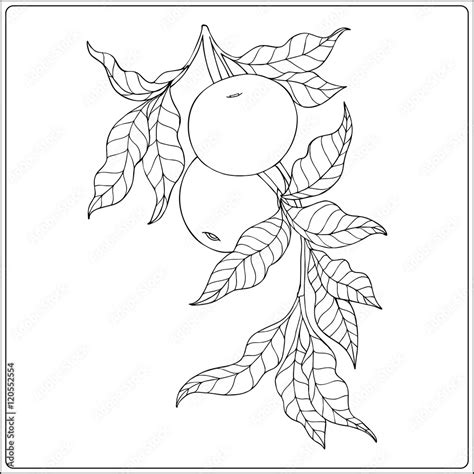 Vintage decorative apple tree. Outline drawing/ Vector illustration ...