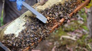 Descubre dónde viven las abejas y su importancia en el ecosistema