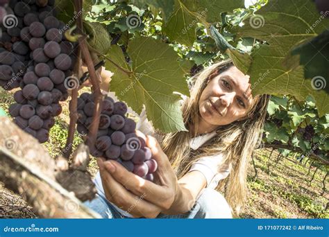 Mujer En Un Tractor Cargado De Cajas De Madera Con Uvas Recién