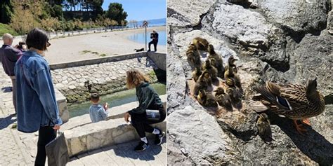 Fotovideo Patka S Pačićima Oduševila Najmlađe Na Trsteniku