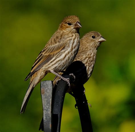 Female House Finch Bird