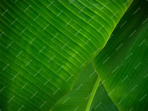 Premium Photo | Banana leaf background Abstract background natural background