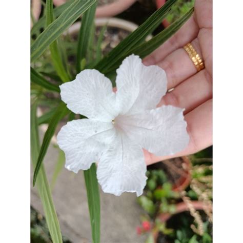 Pokok Bunga Ruellia Whitepokok Bunga Tinggi高白芦莉 Shopee Malaysia