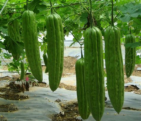 Bitter Melon Seeds Green Skin Bittermelon Gourd Ku Gua 青皮苦瓜 Long Thick Type High Germination