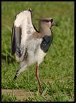 Luis A Florit Photo Gallery Quero Quero Southern Lapwing