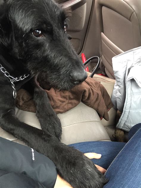 My wolfhound-black lab mix wanted to hold hands in the back seat : r ...