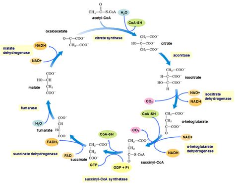 Reactions of tricarboxylic acid cycle | Learn Science at Scitable