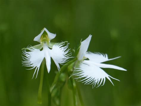 さぎそう by ポジ源蔵 ID3650974 写真共有サイト PHOTOHITO Egret orchid Habenaria