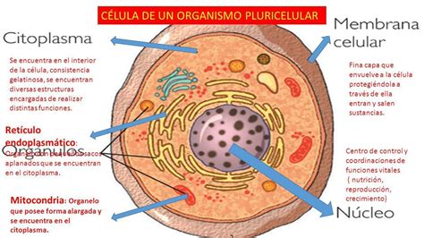 Que Es Una Celula Y Cuales Son Sus Partes Citoplasma Biologia Celular Images