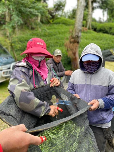 華崗 台灣第一等 水源頭 採茶 台灣茶烏龍茶紅茶茶葉批發 樂菁茶業