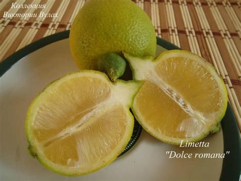 Лаймы \ Лиметты \ С. Аurantifolia