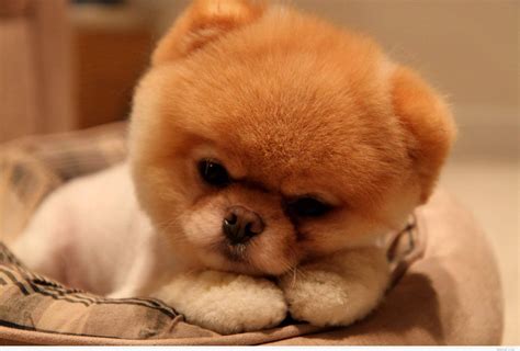 Cute Baby Dogs Wallpaper