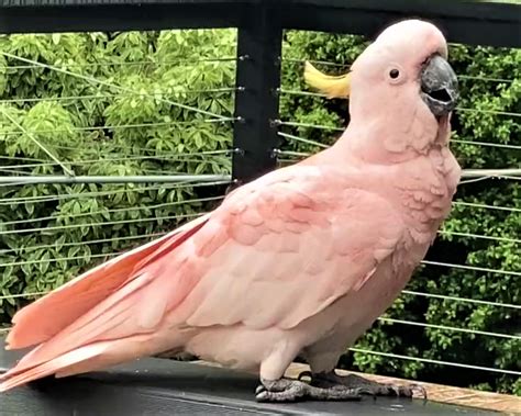 Sulfur Crested Cockatoo