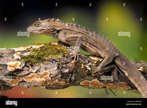 Northern Forest Dragon (Hypsilurus godeffroyi), on a branch Stock Photo - Alamy