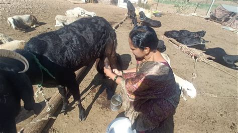 Method Prepare For Goats Milk Making Youtube