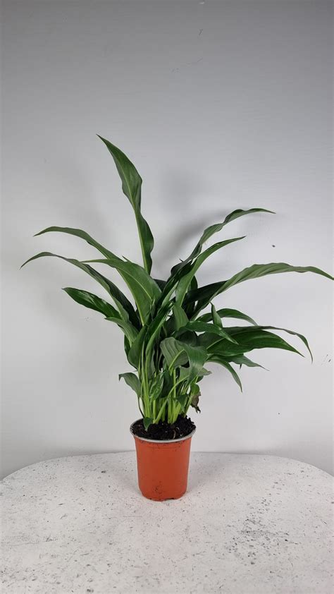 Spathiphyllum Stephanie Peace Lily