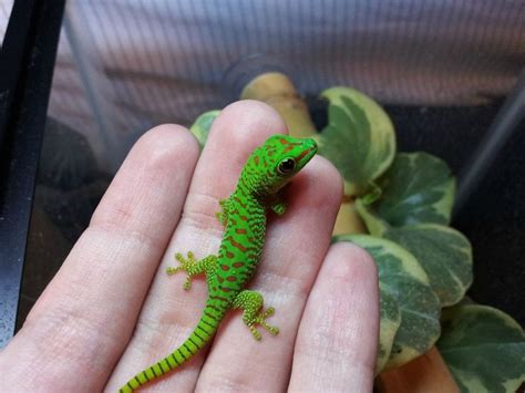 Crimson Giant Day Gecko Hatchling Photos Gecko Crested Gecko Lizard