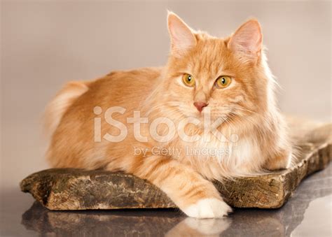 Kurilian Bobtail Cat Stock Photos - FreeImages.com