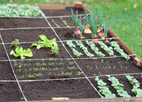 Comment Pr Parer Son Potager Pour Qu Il Soit Productif Quels Semis