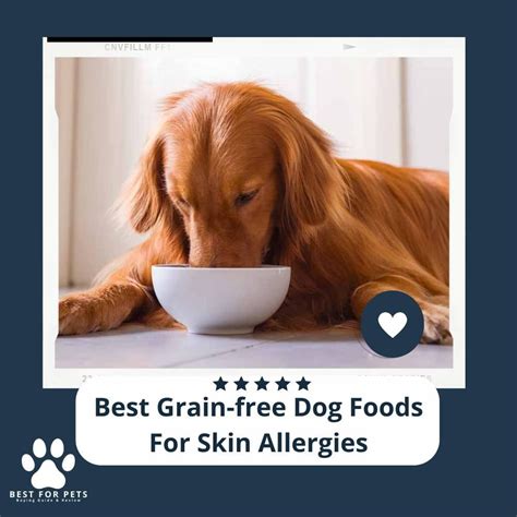 The 11 Best Grain-Free Dog Foods For Skin Allergies - BestForPets.org