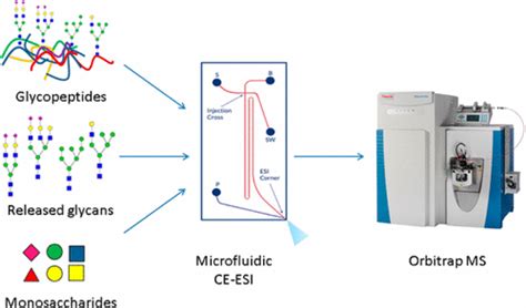 Microfluidic Capillary Electrophoresismass Spectrometry For Analysis Of Monosaccharides