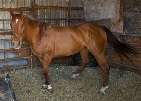 Statement on the Athens Horse Stables – Supervisor Mark Ridley-Thomas