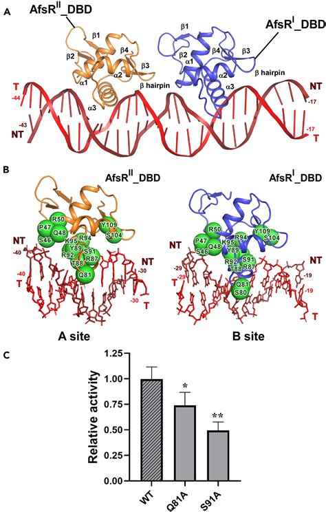 Structural Insights Into Transcription Activation Of The Streptomyces Antibiotic Regulatory