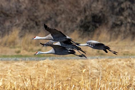 Low Level Flyover Photograph By Michael Dawson Fine Art America