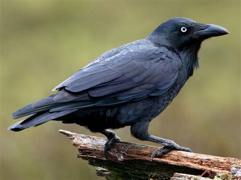 Raven Art & Collectibles Prints trustalchemy.com