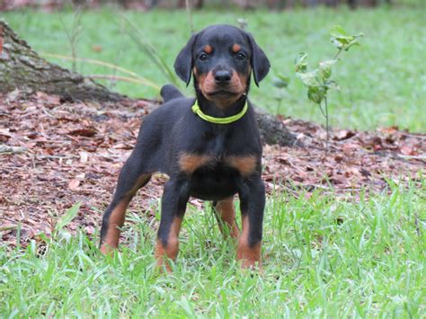 Yellow Female Akc Doberman Puppies For Salehawthorne Fl