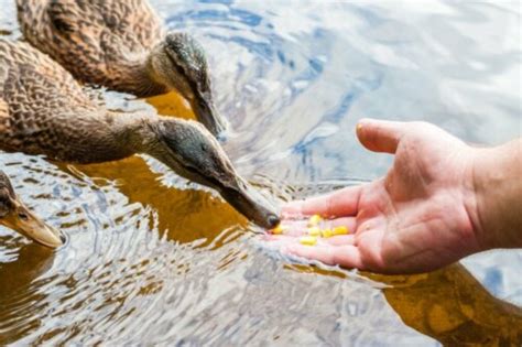 Ved du Hvad spiser ænder egentlig My Animals Fodring