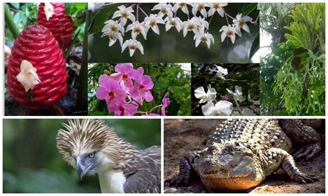 Endangered Species Of Animals And Plants