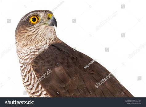 Eurasian Sparrowhawk Accipiter Nisus Female Isolated Stock Photo