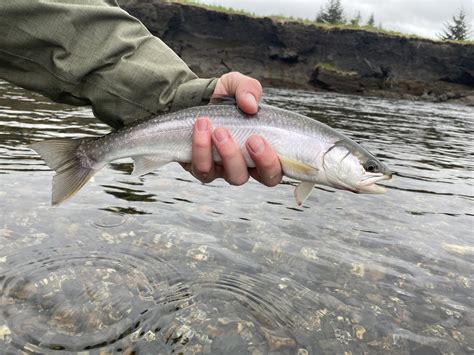 Five Mat-Su Valley Fishing Lakes Set To Open With Stocked Trout