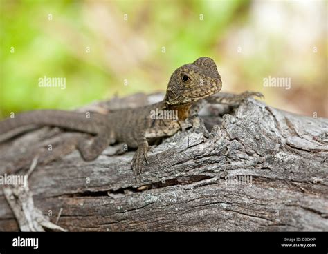 Baby Eastern Water Dragon Lizard On Log In The Wild In Australia Stock