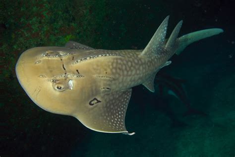 Bowmouth Guitarfish Rhina Ancylostoma Also Known As A Sh Flickr