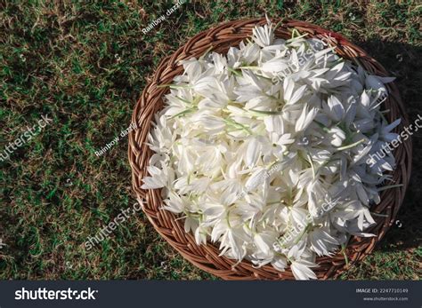 2.717 Jasmine Flower Market Images, Stock Photos, 3D objects, & Vectors ...