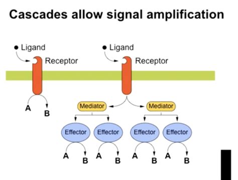 Lecture 1 Drug Receptor Interactions Flashcards Quizlet