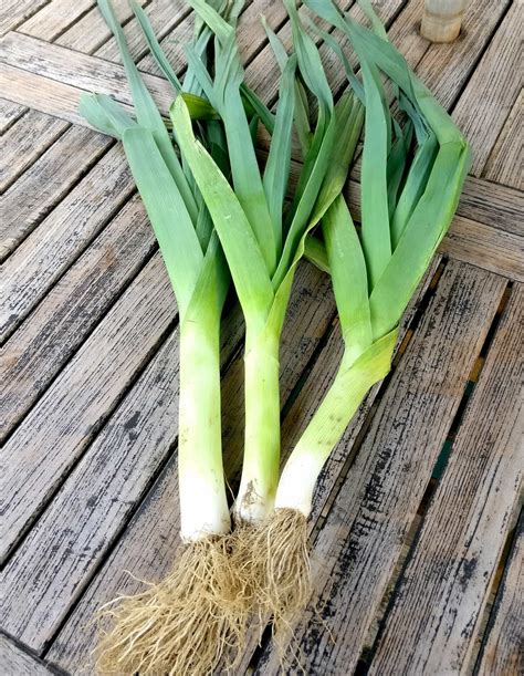 Seasonal Foods Nutrition And Health Benefits Of Leeks