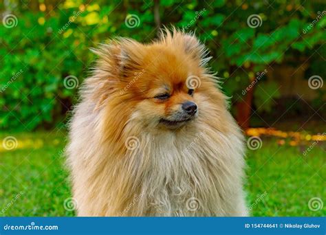 Spitz Red Haired Dog In Summer On Lawn In Bright Sunshine Stock Image