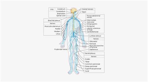 Peripheral Nervous System Diagram Labeled