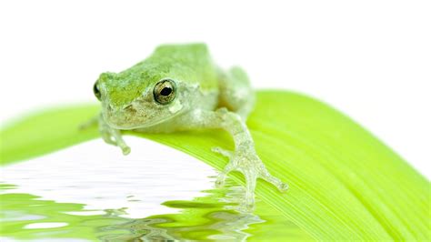 Primer Definition and Examples - Biology Online Dictionary 