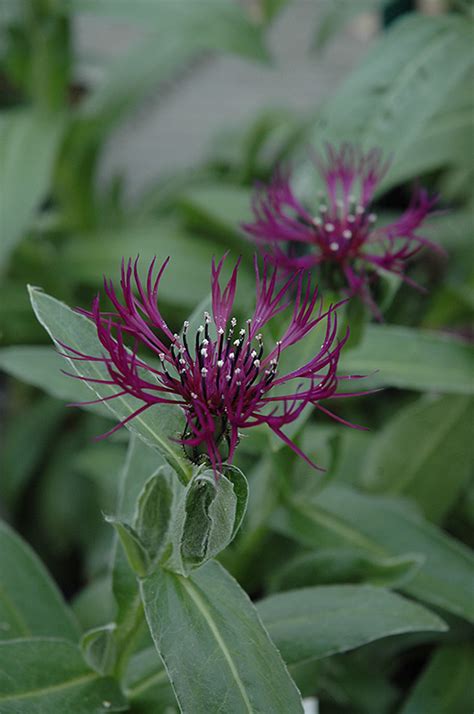 Amethyst Dream Cornflower Centaurea Amethyst Dream In Butte Nursery